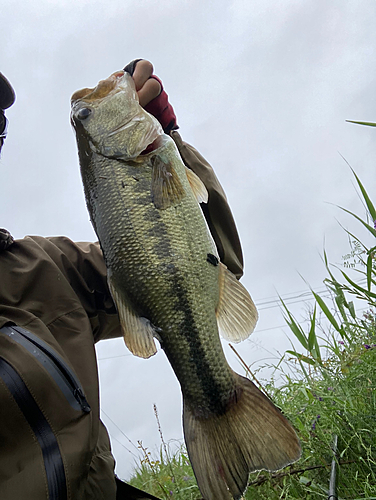 ラージマウスバスの釣果