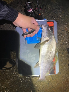 イシモチの釣果