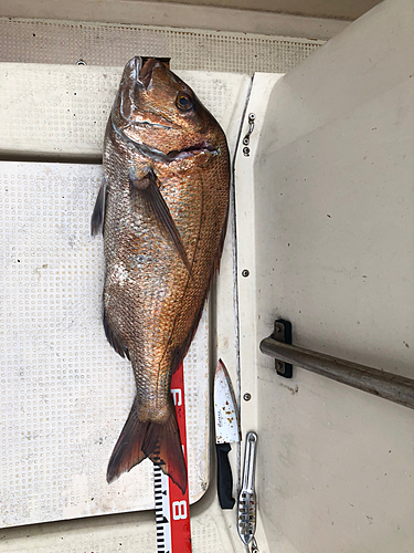 マダイの釣果