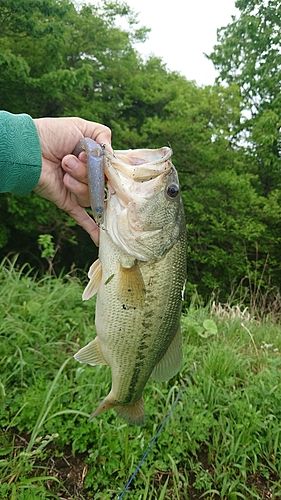 ラージマウスバスの釣果