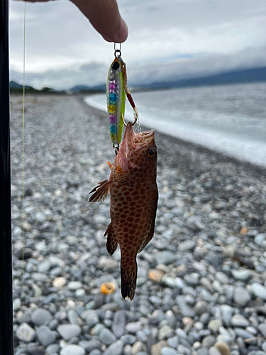 オオモンハタの釣果