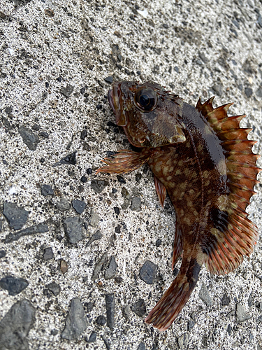 カサゴの釣果