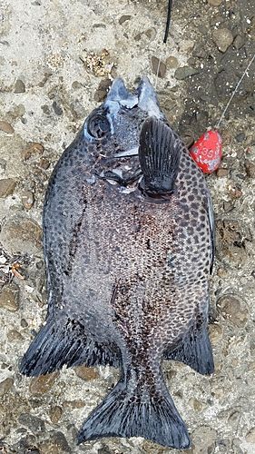 イシガキダイの釣果