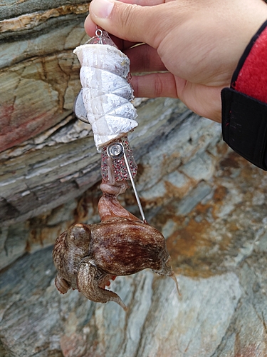 タコの釣果