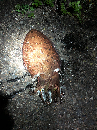 カミナリイカの釣果