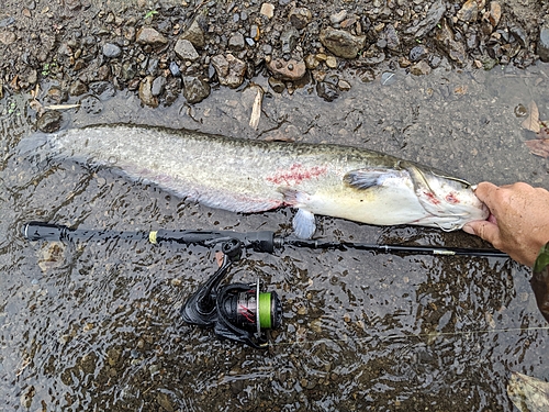 マナマズの釣果