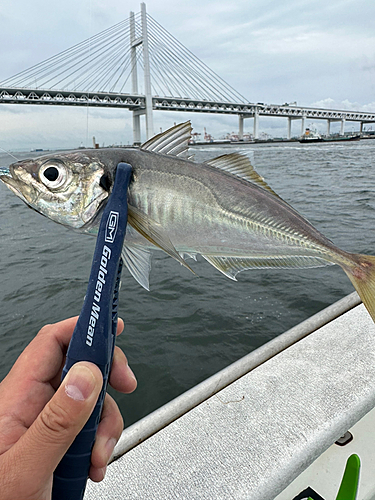 マアジの釣果