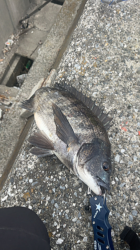 釣果