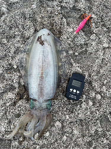 アオリイカの釣果