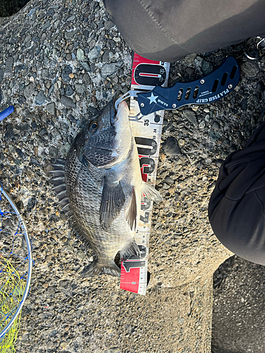 釣果