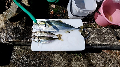 イナダの釣果