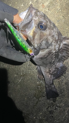 クロソイの釣果