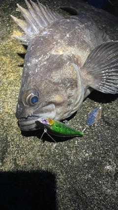 クロソイの釣果