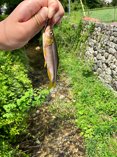 タカハヤの釣果