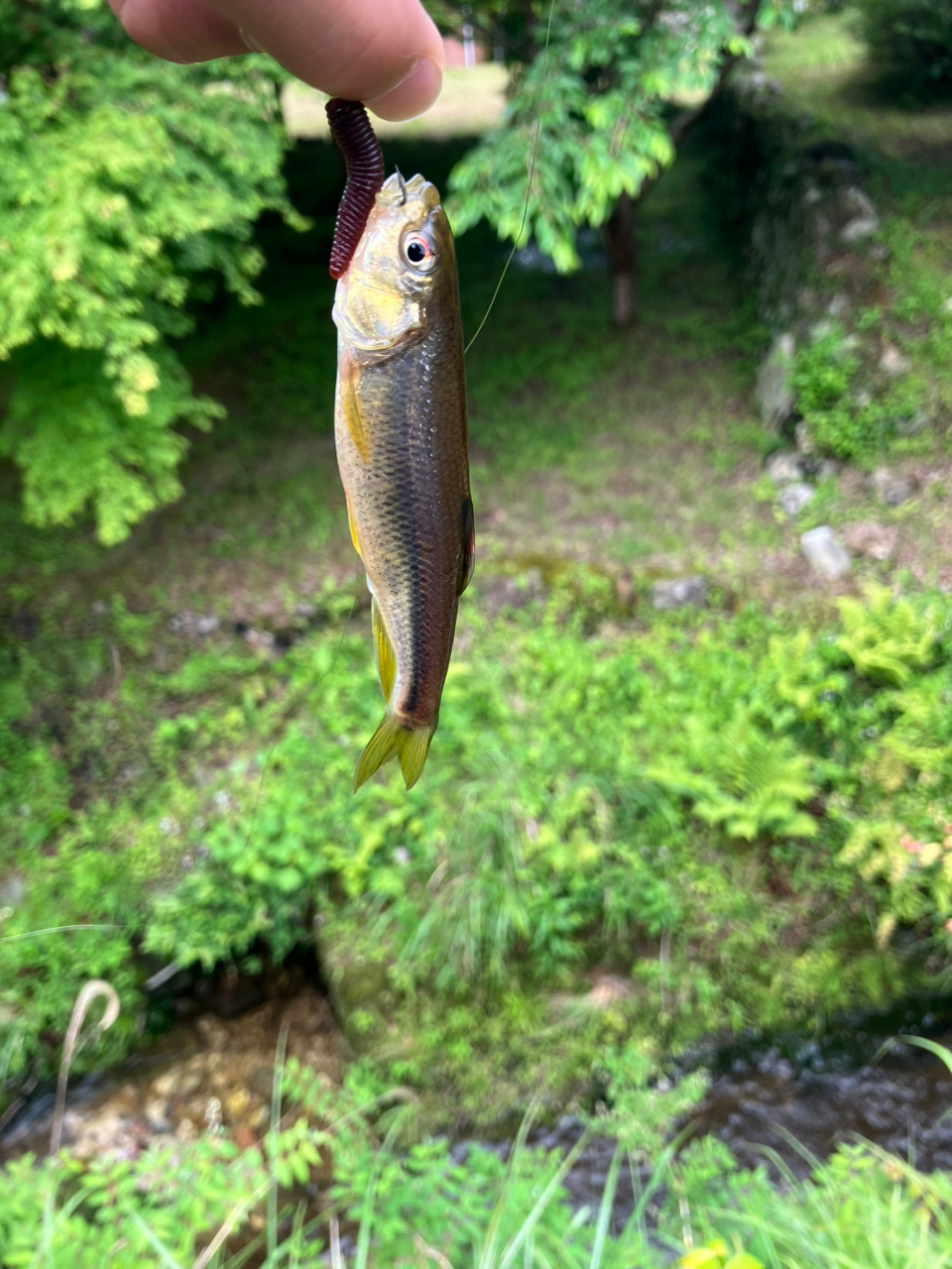 タカハヤ