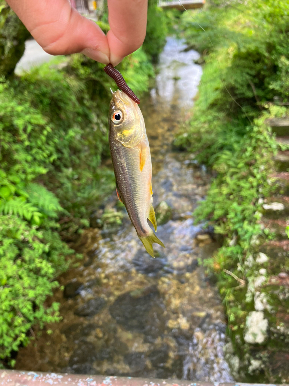 タカハヤ