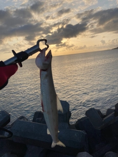 エソの釣果