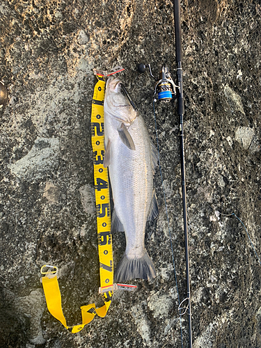 ヒラスズキの釣果