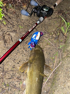 ナマズの釣果