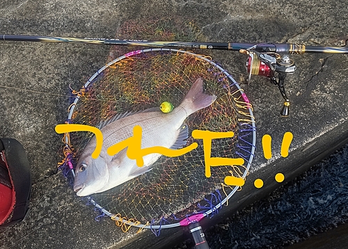 マダイの釣果