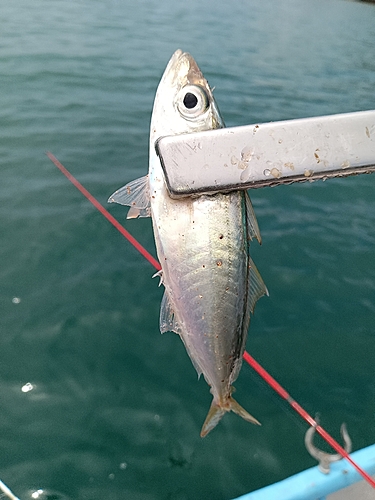 アオジの釣果