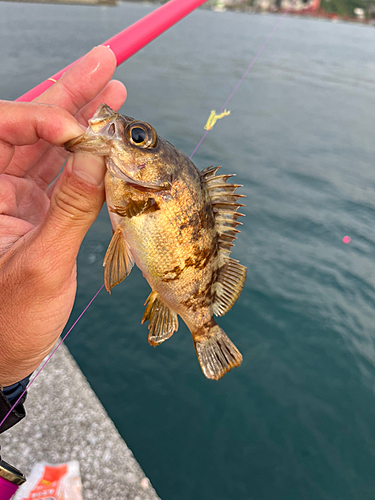 メバルの釣果