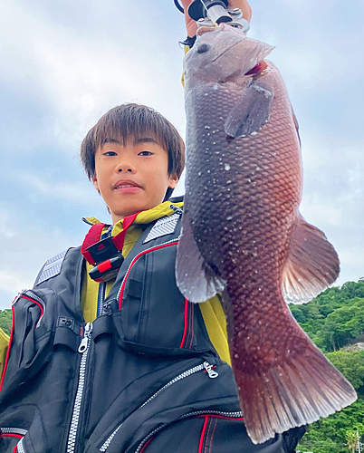 コブダイの釣果