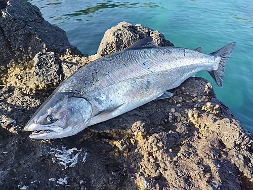 サクラマスの釣果