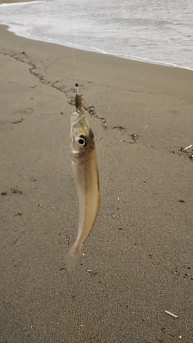 キスの釣果