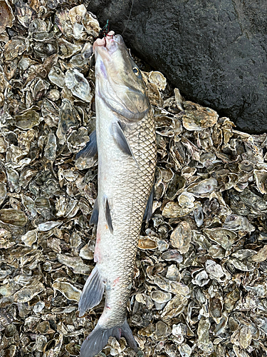 ニゴイの釣果