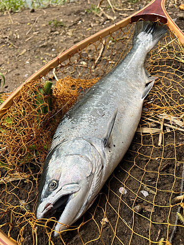 サクラマスの釣果