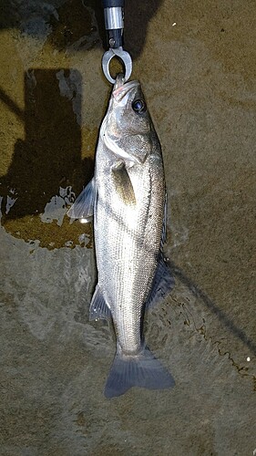 シーバスの釣果