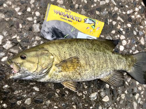 スモールマウスバスの釣果