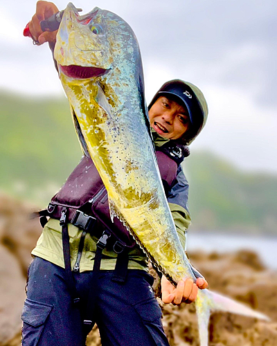 シイラの釣果