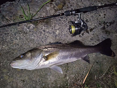 フッコ（マルスズキ）の釣果