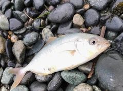 ショゴの釣果