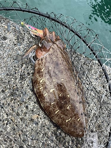 モンゴウイカの釣果