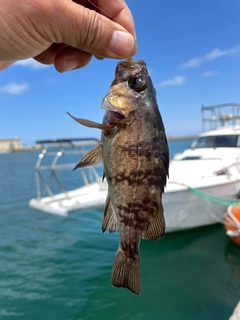 メバルの釣果