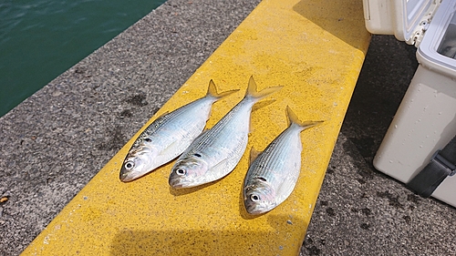 コノシロの釣果