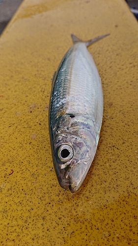 カタボシイワシの釣果