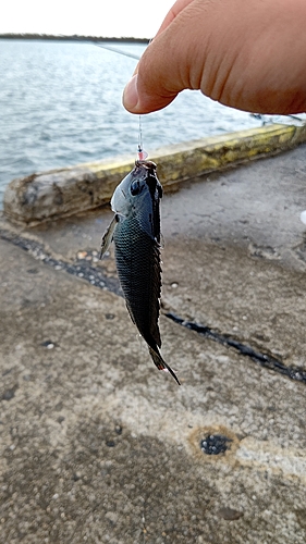 メジナの釣果