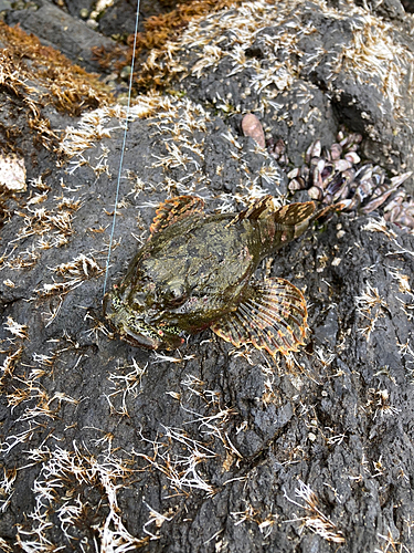 カジカの釣果