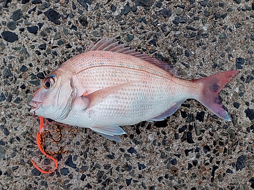 マダイの釣果