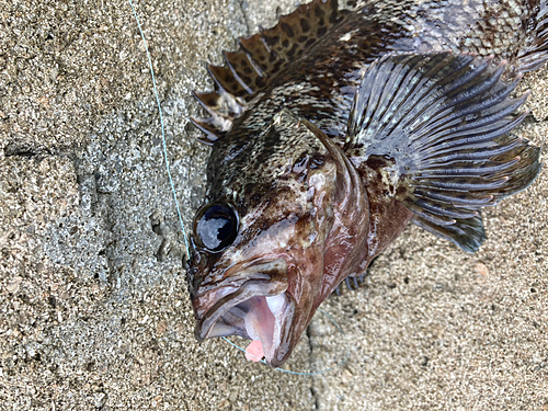 ムラソイの釣果