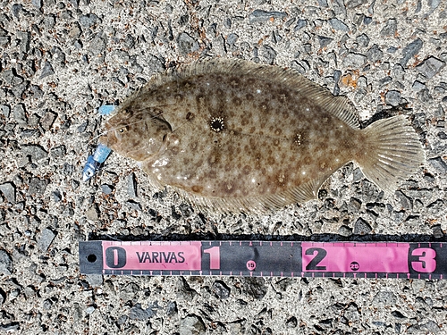 ガンゾウビラメの釣果