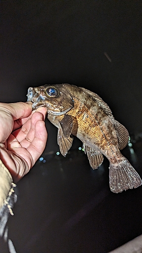 メバルの釣果