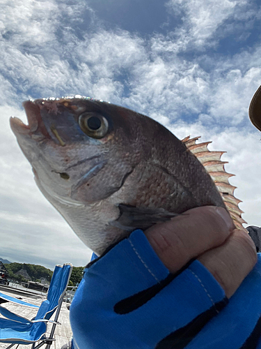 タイの釣果