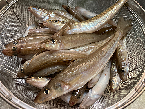 シロギスの釣果