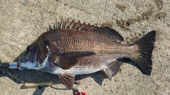 クロダイの釣果