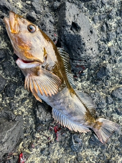 アイナメの釣果